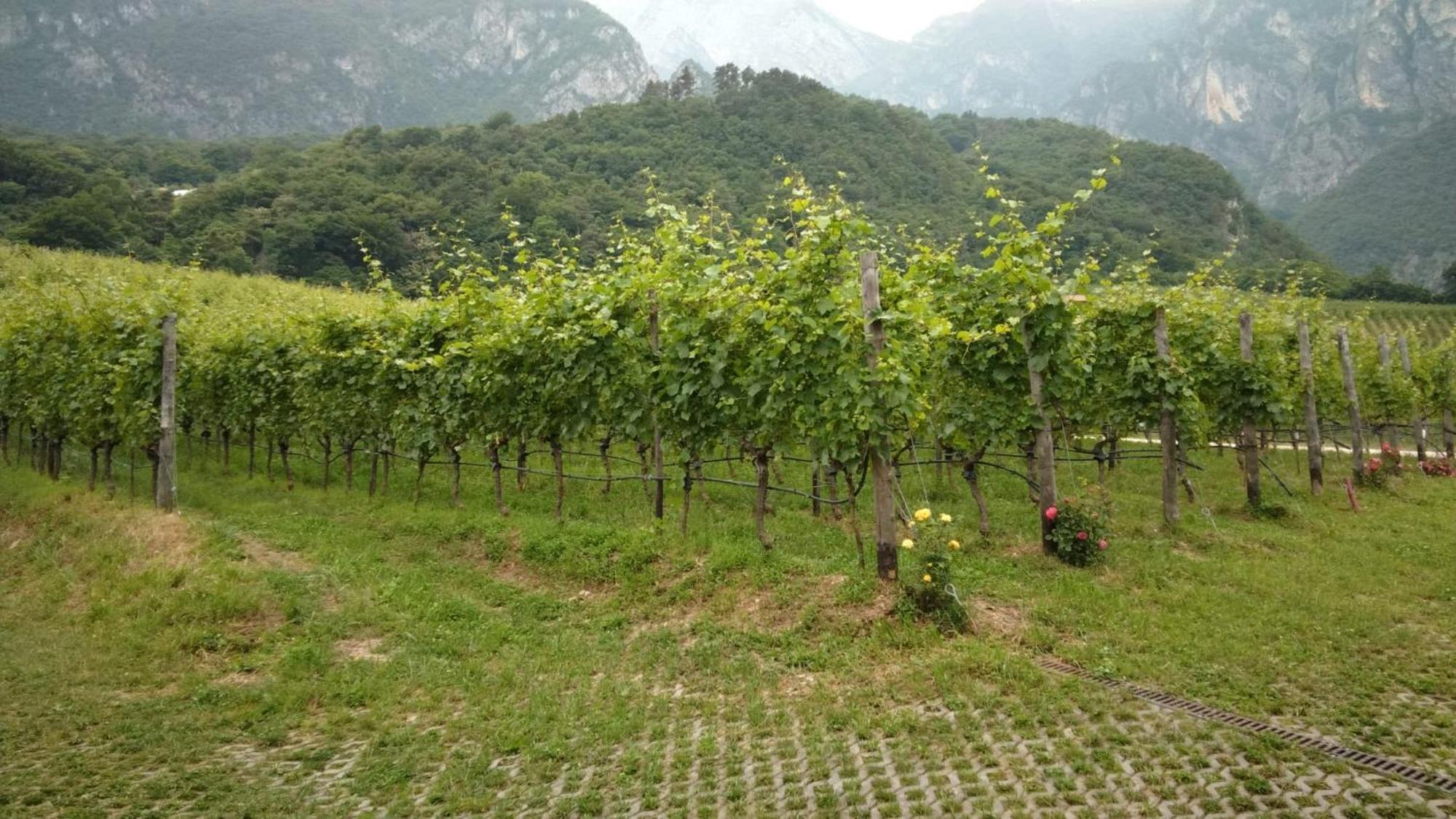 Agriturismo Margone Trento Exterior foto